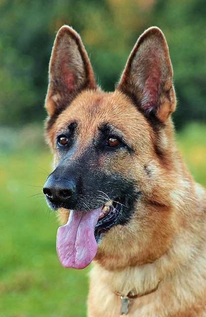 Németjuhász kutya (Fotó Pixabay) Adatvédelmi Nyilatkozat | Online Rádió - Egy Lépéssel Közelebb Hozzád! _ LépésRádió